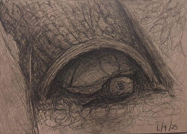 Eastern Box turtle Live Study